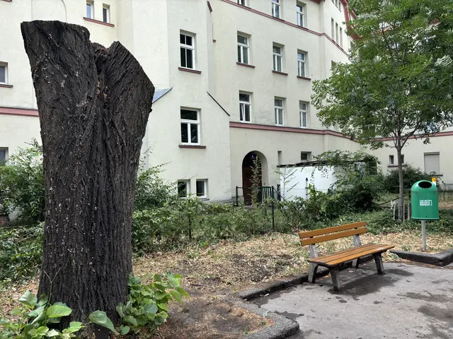 Der große Schattenspender wird in Zukunft gerade in den heißen Monaten fehlen.  | Foto: Luca Arztmann/MeinBezirk