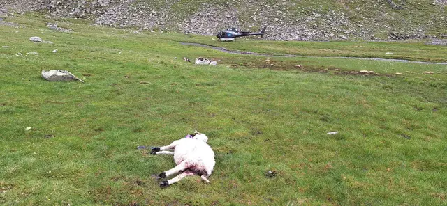 Grauenvoller Anblick im Rietzer Almgebiet: Eines der 10 toten Schafe. | Foto: Perkhofer