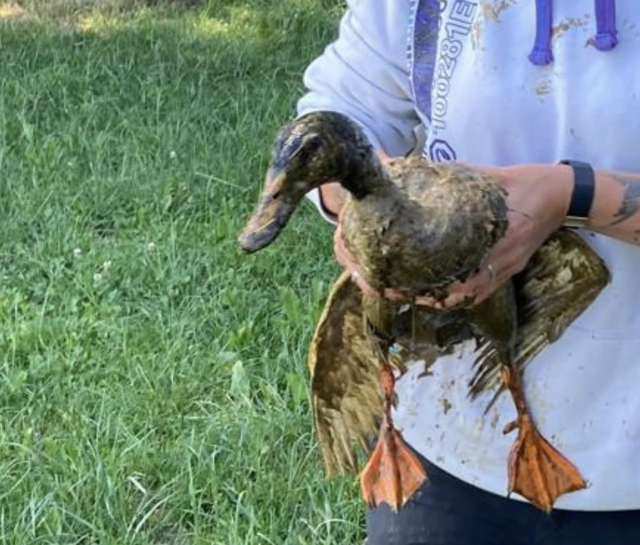 Die Ente wurde nach dem Einsatz dem Besitzern übergeben. | Foto: Freiwillige Feuerwehr Preitenegg
