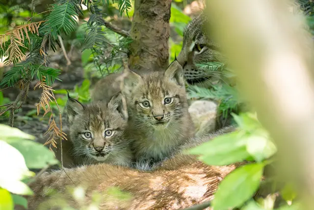 Der Tiergarten Schönbrunn freut sich über Luchs-Nachwuchs. | Foto: Daniel Zupanc