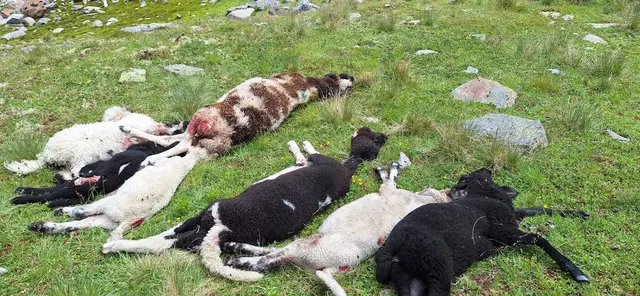 Grauenvoller Anblick im Rietzer Almgebiet: Sieben tote Schafe. Insgesamt waren es zehn Schafe, die getötet wurden, meldet Schafzüchter Perkhofer. Weitere Tiere werden noch vermisst. | Foto: Perkhofer