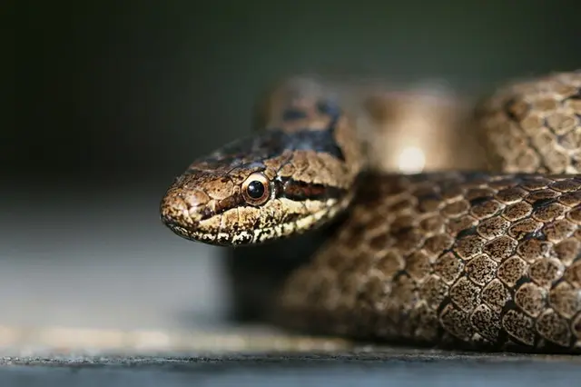 Am 16. Juli ist Weltschlangentag: Teste dein Wissen mit unserem Schlangenquiz. Im Bild: Die Schlingnatter, eine in Salzburg heimische Schlange. | Foto: Haus der Natur/P. Kaufmann