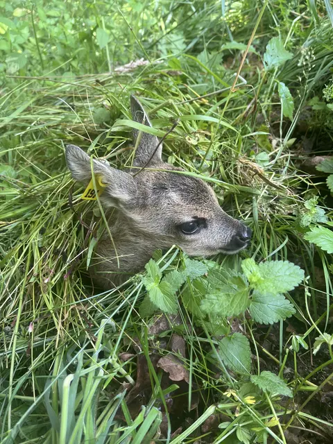 Foto: Rehkitzrettung Nockregion