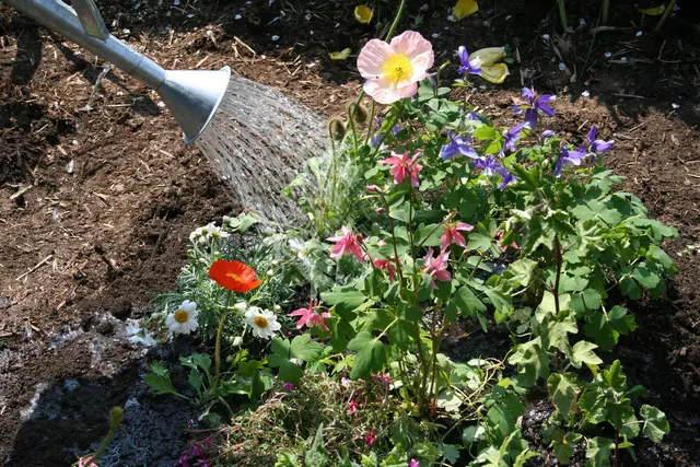 Steigende Temperaturen und immer häufiger auftretende Trockenphasen stellen auch den heimischen Garten vor neue Herausforderungen. Doch wer bei der Pflanzenwahl auf robuste Arten setzt, muss trotz Hitze nicht auf ein blühendes Gartenparadies verzichten. Viele Blumen sind bestens an trockene, sonnige Standorte angepasst, pflegeleicht und erfreuen mit langer Blütezeit.  | Foto: Joachim Brocks