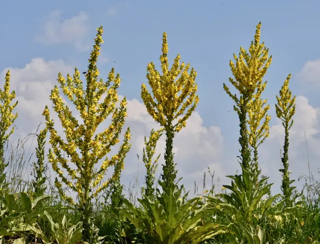 Mit einer Wuchshöhe von bis zu zwei Metern ist die Königskerze eine wirkliche Erscheinung. | Foto: Franziska DOSTAL