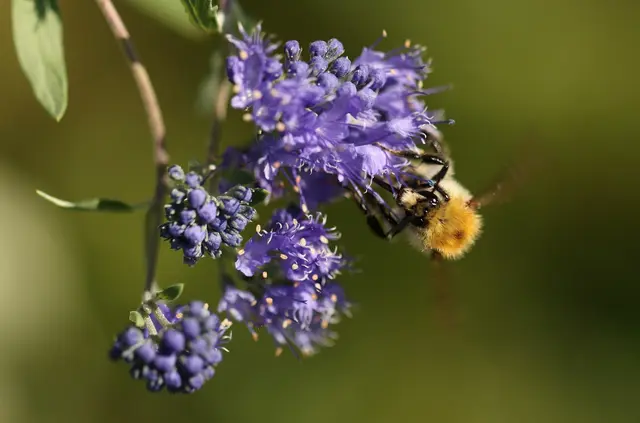 Die Blauraute – auch als Russischer Salbei bekannt – ist ein Halbstrauch mit auffälligen, blau-violetten Blütenrispen. | Foto: Brigitte Schweda