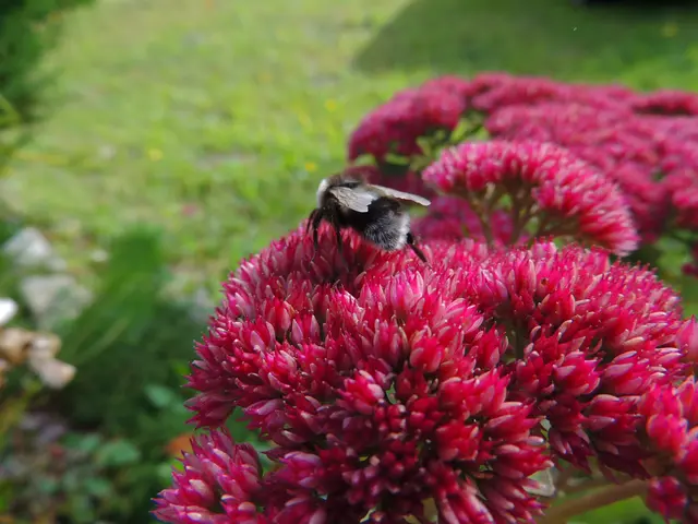 Die Fetthenne gehört zu den Sukkulenten und ist ein echtes Naturtalent, wenn es um Wasserspeicherung geht.  | Foto: Josef Lankmayer