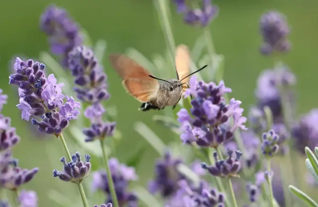 Lavendel ist der mediterrane Klassiker unter den Duftpflanzen. | Foto: Brigitte Schweda