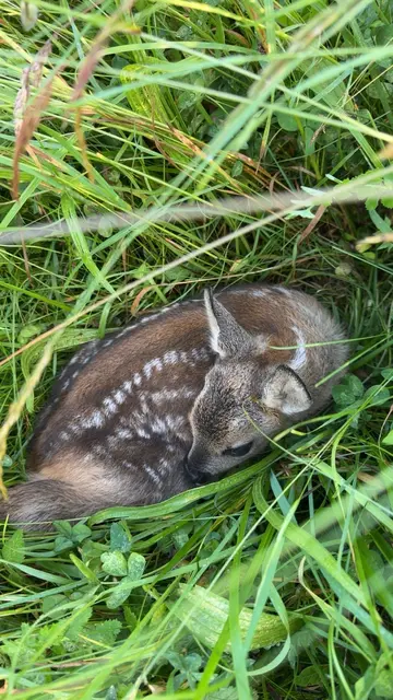 Foto: Rehkitzrettung Nockregion