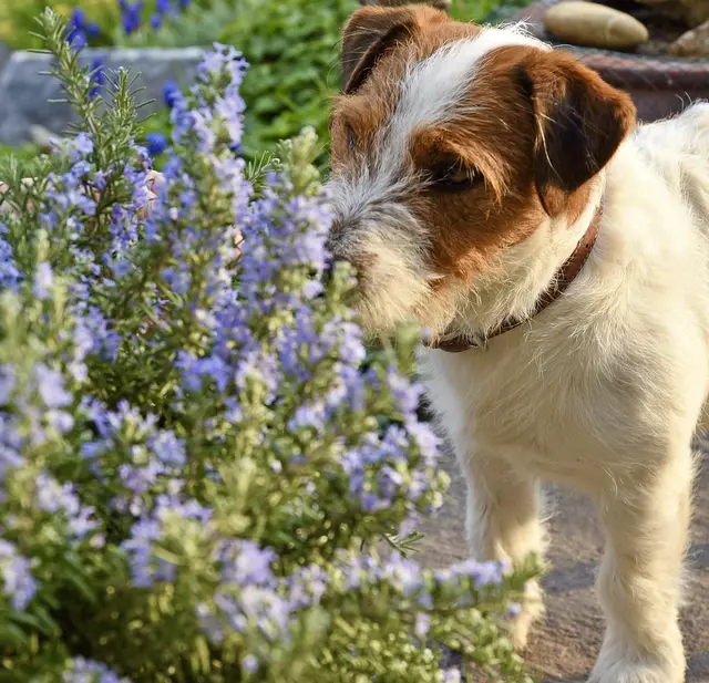 Der Rosmarin ist nicht nur als Küchenkraut beliebt, sondern auch als Zierpflanze in trockenen, sonnigen Gärten.  | Foto: Anna Aldrian
