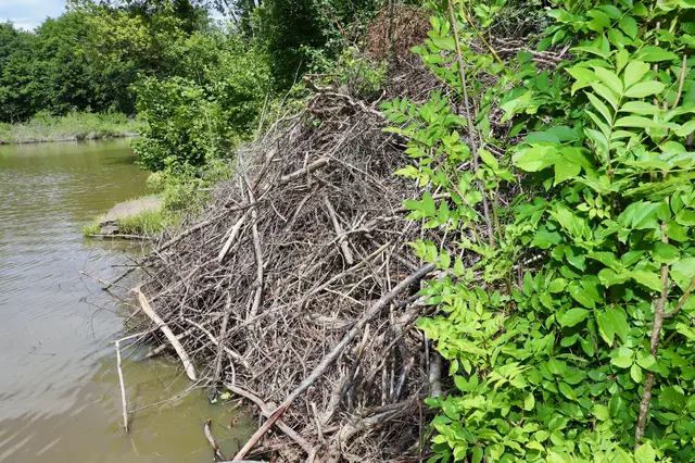 Die Biber haben am Ziegelteich in Burgau eine gewaltige "Burg" errichtet. | Foto: Alfred Mayer