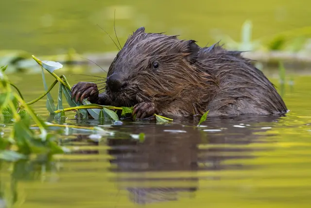 In der Steiermark wird an einer eigenen "Biber-Verordnung" gearbeitet.  | Foto: shutterstock.com/WildMedia