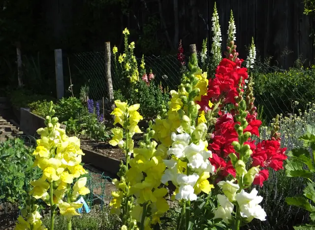 Löwenmäulchen bringen mit ihren bunten Blüten Farbe in jedes Sommerbeet.  | Foto: Marianne Robl