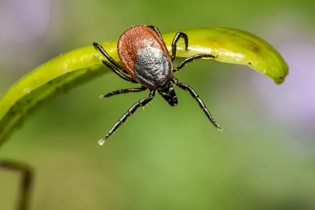 Zecken beißen nicht, vielmehr stechen sie. Die Zeckensaison ist in vollem Gange. (Symbolbild) | Foto: Erik Karits/Pixabay