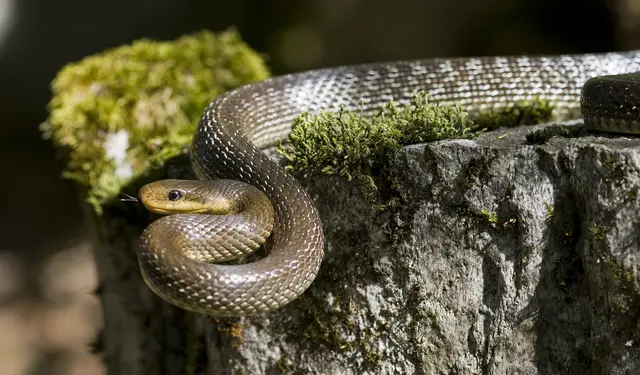 Die Äskulapnatter kann bis zu zwei Meter lang werden.  | Foto: Felix Reimann