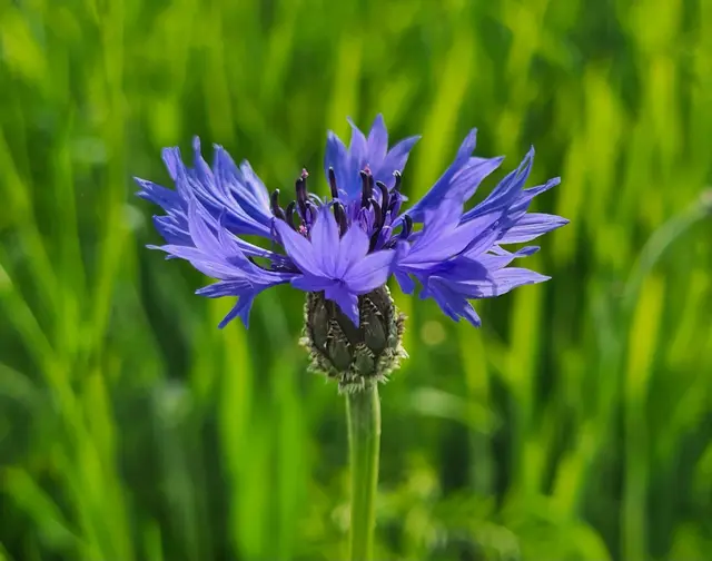 Die Kornblume ist eine der bekanntesten heimischen Wildblumen. | Foto: Helga Grimps