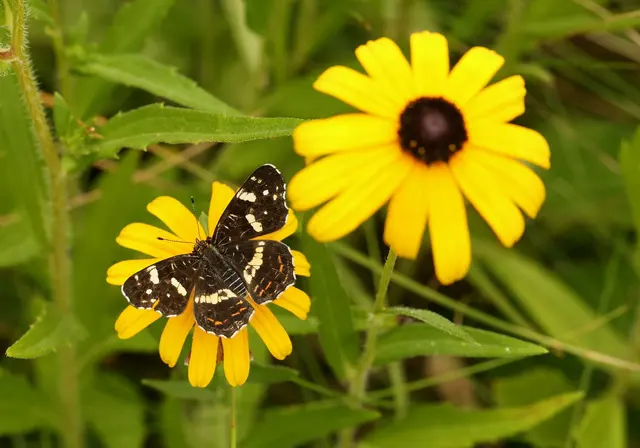 Das Mädchenauge stammt ursprünglich aus Nord- und Südamerika und liebt warme, sonnige Standorte. | Foto: Brigitte Schweda