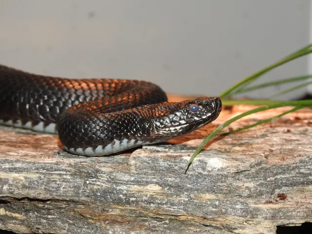 So sieht der Schlangenhybrid aus Kreuzotter und Hornviper aus.  | Foto: Stangl