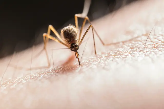 Schweiß zieht Mücken an, vor allem die darin enthaltenen Duftstoffe und Pheromone. | Foto: Jimmy Chan/Pexels