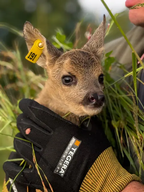 Foto: Rehkitzrettung Nockregion