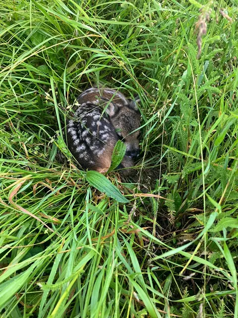 Foto: Rehkitzrettung Nockregion