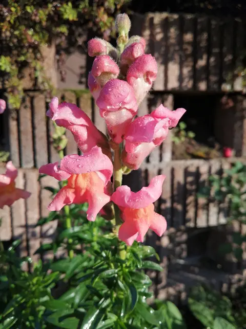 Löwenmäulchen bringen mit ihren bunten Blüten Farbe in jedes Sommerbeet.  | Foto: Magdalena Gitschtaler