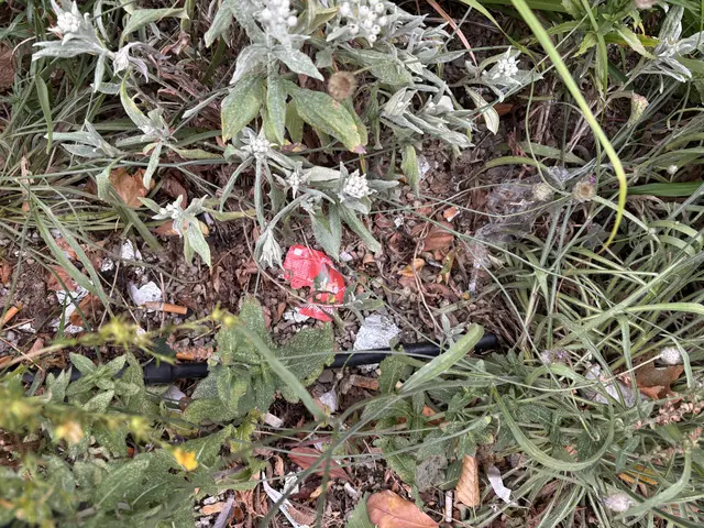 Die Beete entlang der Zieglergasse haben sich zu kleinen Müllhalden entwickelt. | Foto: Sarah Marie Piskur / MeinBezirk