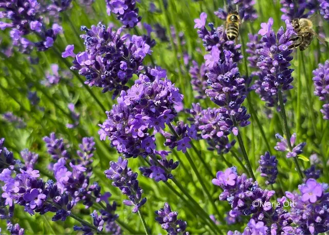Lavendel ist der mediterrane Klassiker unter den Duftpflanzen. | Foto: Marie Ott