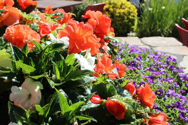 Die Sommer werden heißer – mit dem Klimawandel steigen auch die Herausforderungen für die Gartenpflanzen. Doch keine Sorge: Viele Blumen und Stauden kommen auch mit intensiver Sonne und längeren Trockenphasen bestens zurecht.  | Foto: Unsplash/Blair Morris