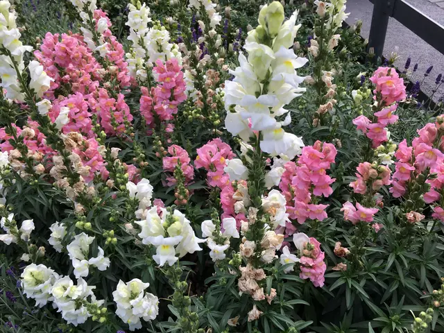 Löwenmäulchen bringen mit ihren bunten Blüten Farbe in jedes Sommerbeet. | Foto: Hildegard Stauder