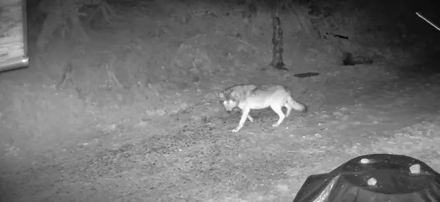 Das Land plant eine Zusammenführung der fachlichen Zuständigkeit für Tierarten wie Wolf, Luchs, Fischotter, Wildkatze, Aaskrähe und Braunbär.  | Foto: privat
