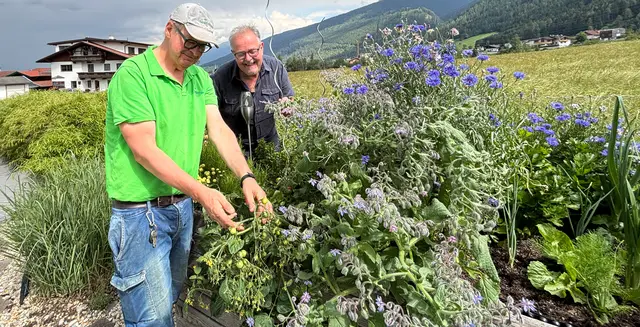 Das Gemüse wächst, der Blühstreifen blüht und die Buschtomate entwickelt sich im Hochbeet zu einem waren Renner. | Foto: Hassl