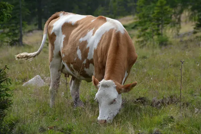 In Glödnitz attackierte am Samstag eine Kuh vier Urlaubende und eine Bäuerin. (Symbolfoto) | Foto: BBL