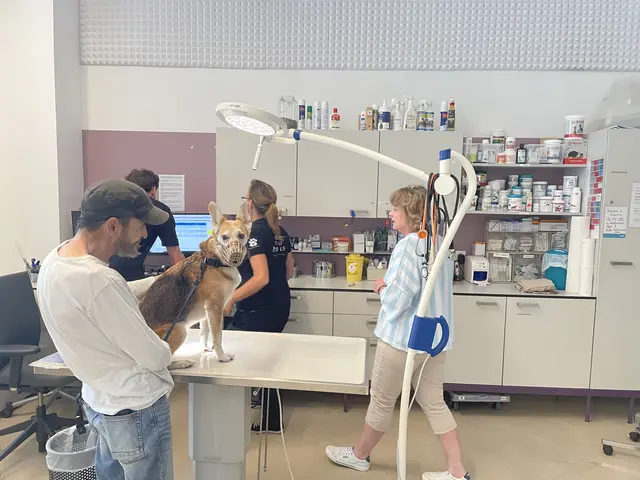 Ohne die Hilfe vieler Freiwilligen würde die Praxis nicht funktionieren | Foto: Kristóf Paksánszki/MeinBezirk