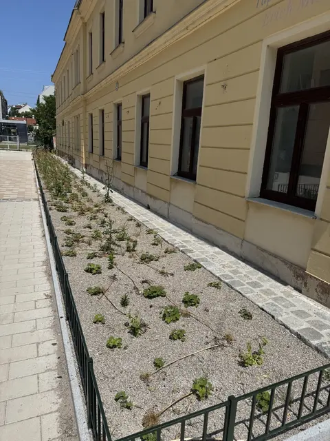 Blumen in der Diesterweggasse verwelkten. Laut MA 42 ist die Blütezeit vorbei.  | Foto: privat