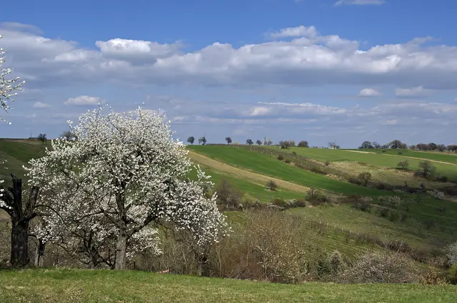 Viele der ökologisch wertvollsten Flächen - wie Streuobstwiesen, artenreiche Wiesen, Feuchtlebensräume oder andere Sonderstandorte - haben keinen wirtschaftlichen Erfolg, sind aber aus naturschutzfachlicher Sicht unverzichtbar. | Foto: Naturpark Rosalia-Kogelberg