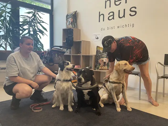 Seit 15 Jahren besteht die Tierpraxis im Neunerhaus und führte seit der Gründung über 22.000 Behandlungen durch. | Foto: Kristóf Paksánszki/MeinBezirk