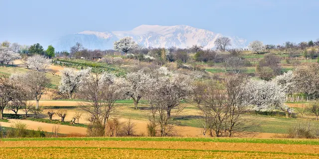 Eine der größten Herausforderungen ist der schleichende Verlust an Strukturvielfalt. | Foto: Herfried Marek