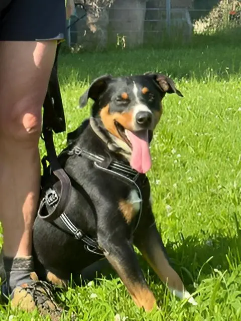 Der dreijährige Appenzeller Leo sucht ein neues Zuhause – er braucht unbedingt einen Menschen mit Hunderfahrung. | Foto: Tierheim Pinzgau