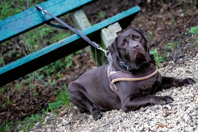 Achtung Hundebesitzer: in Eberschwang wurden Giftköder gesichtet. | Foto: FOTOKERSCHI.AT / KERSCHBAUMMAYR