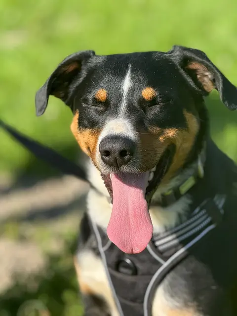 Foto: Tierheim Pinzgau