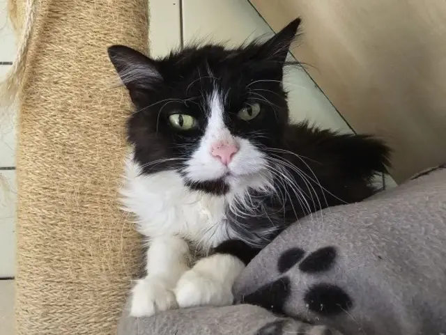 Coca Cola, die schwarz-weiße Katze mit dem filmreif geschnittenen Gesicht | Foto: Tierschutzverein St. Pölten / TSV STP