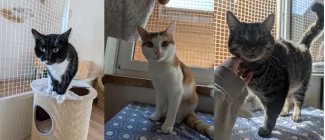 Dieses Kater-Trio wartet im Tierheim Mentlberg auf liebevolle Dosenöffner. | Foto: Tierschutzverein Tirol