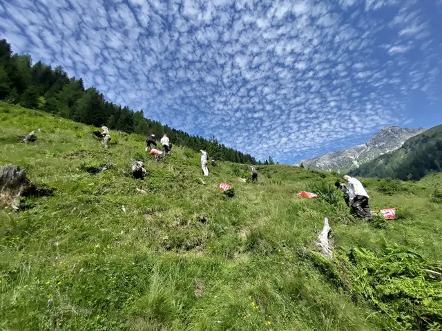 Entfernen von für Kühe giftigen Farnen | Foto: Biosphärenparkmanagement Lungau