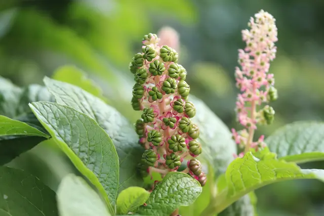 Bezaubernde Blüten und Beeren, die später schwarzviolett werden.