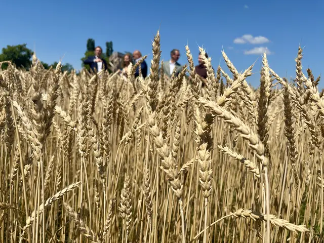 Laut aktuellen Zahlen fällt die Getreideernte im Burgenland eher unterdurchschnittlich aus.  | Foto: Stefan Schneider