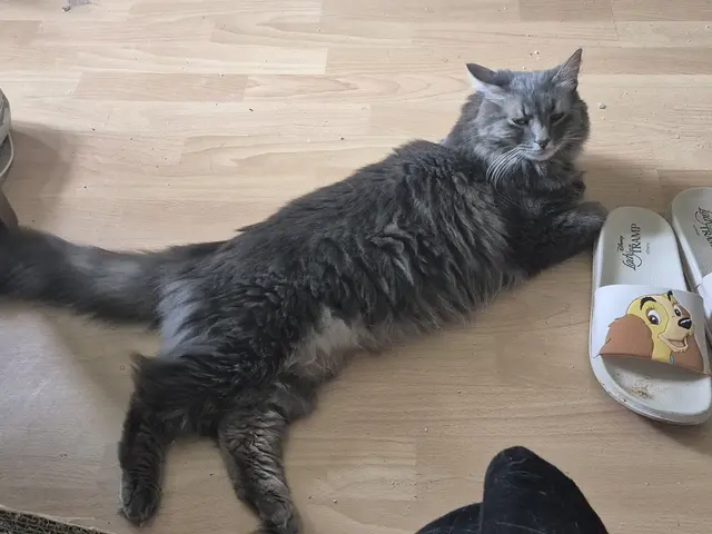 Wall-E braucht regelmäßige Hilfe beim „Po-Styling“. | Foto: TSV Katzfatz