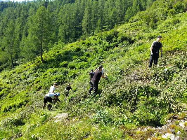 Zusammentragen von geschnittenem Erlengebüsch | Foto: Biosphärenparkmanagement Lungau