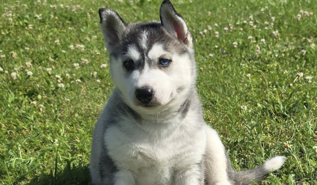 Drei Huskywelpen suchen ein neues Zuhause. | Foto: Tierheim Murtal