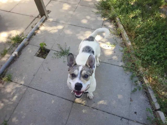 Shorty ist ein Bulldogge-Husky-Mix und ungefähr ein Jahr alt. | Foto: Tierheim Linz